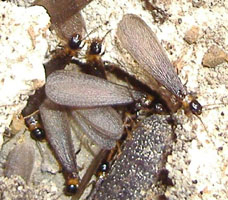 シロアリ（しろあり・白蟻）被害調査隊