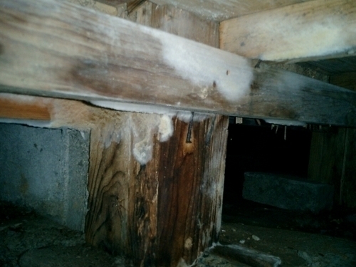 床材に発生したカビ