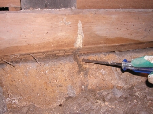 調査により蟻道を発見