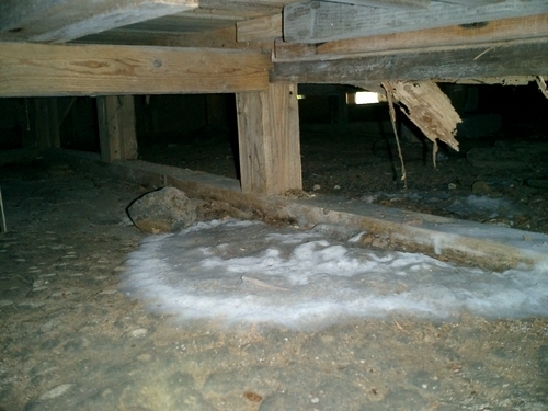 土壌に発生したカビ